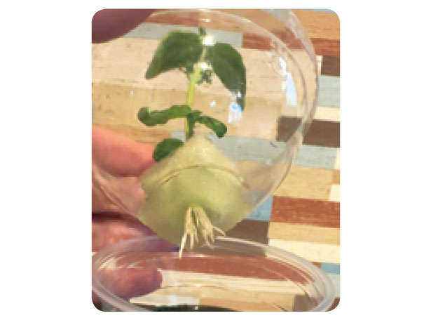 もう「バジル」は買わなくてOK！1年中収穫できる「プラカップ」による栽培方法を紹介 010313.jpg