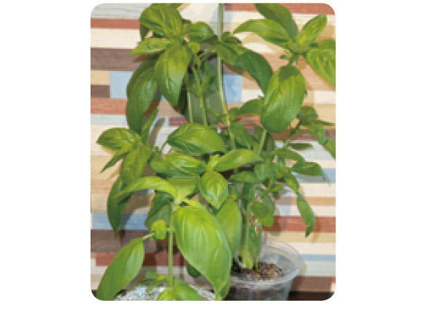 もう「バジル」は買わなくてOK！1年中収穫できる「プラカップ」による栽培方法を紹介 010314.jpg