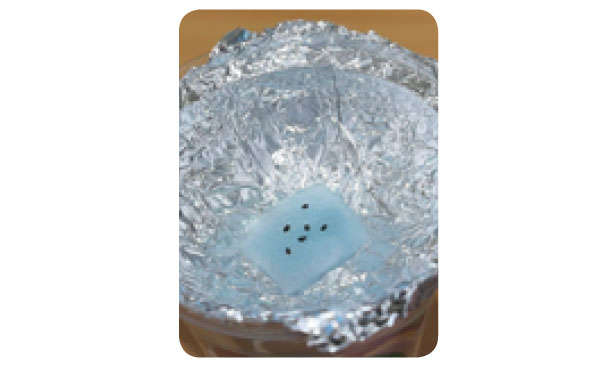 もう「バジル」は買わなくてOK！1年中収穫できる「プラカップ」による栽培方法を紹介 01034.jpg