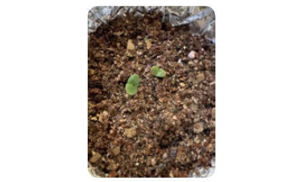 もう「バジル」は買わなくてOK！1年中収穫できる「プラカップ」による栽培方法を紹介 01036.jpg