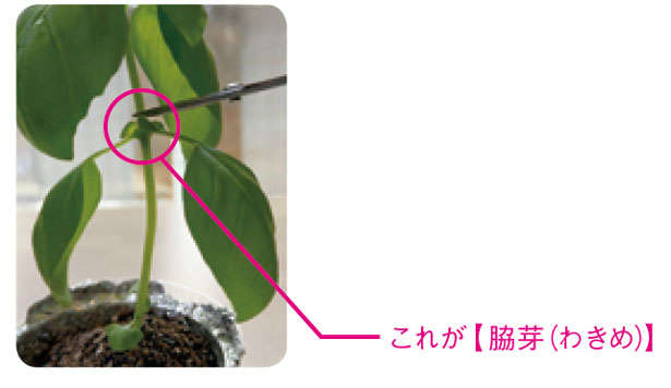 もう「バジル」は買わなくてOK！1年中収穫できる「プラカップ」による栽培方法を紹介 01038.jpg