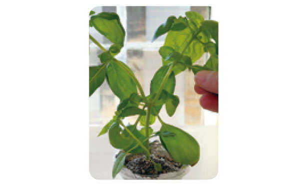 もう「バジル」は買わなくてOK！1年中収穫できる「プラカップ」による栽培方法を紹介 01039.jpg