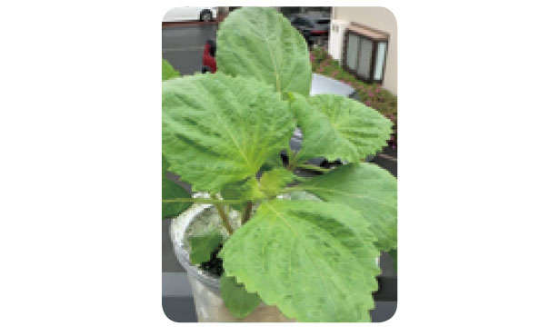 「しそ」を育てるなら暖かくなったいまが最適！「水耕栽培」なら約2か月で収穫できる 010405.jpg