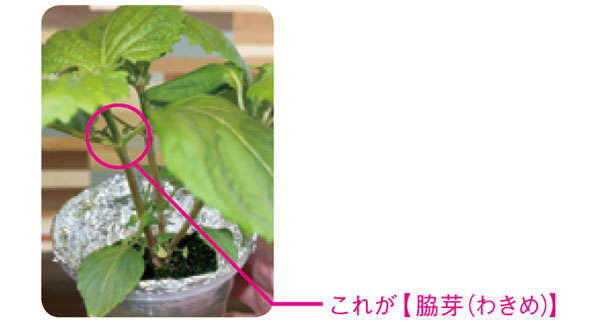 「しそ」を育てるなら暖かくなったいまが最適！「水耕栽培」なら約2か月で収穫できる 010407.jpg