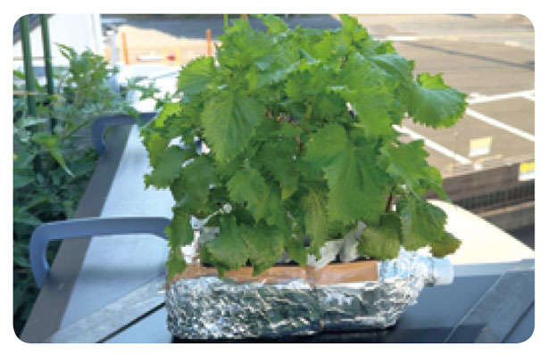 「しそ」を育てるなら暖かくなったいまが最適！「水耕栽培」なら約2か月で収穫できる 010409.jpg