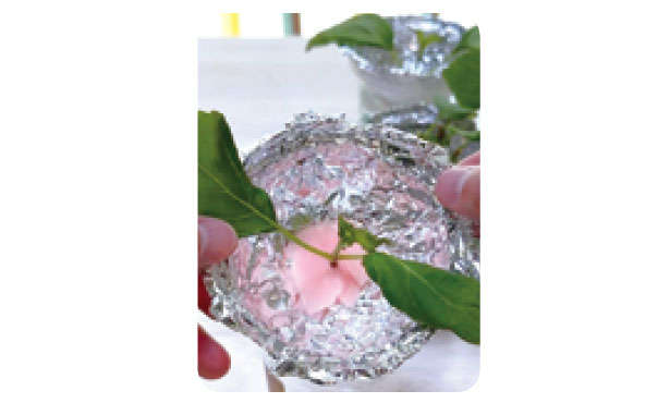 「しそ」を育てるなら暖かくなったいまが最適！「水耕栽培」なら約2か月で収穫できる 0104s01.jpg