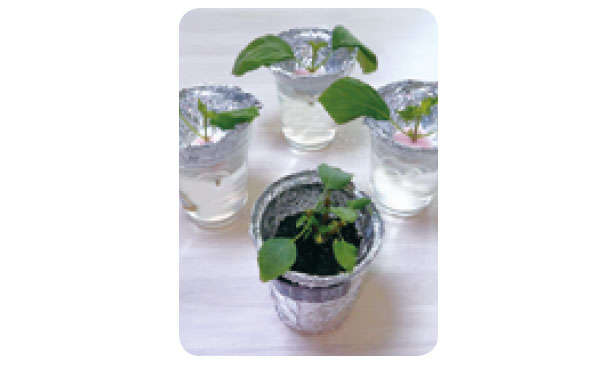 「しそ」を育てるなら暖かくなったいまが最適！「水耕栽培」なら約2か月で収穫できる 0104s02.jpg