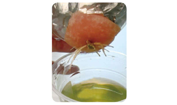 「しそ」を育てるなら暖かくなったいまが最適！「水耕栽培」なら約2か月で収穫できる 0104s03.jpg