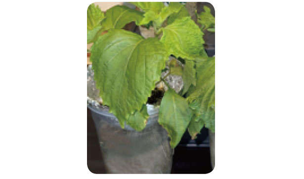 「しそ」を育てるなら暖かくなったいまが最適！「水耕栽培」なら約2か月で収穫できる 0104s04.jpg