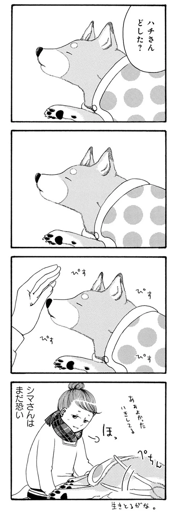 『96歳の柴犬ハチさんは、今日もお散歩しています。』 25.webp