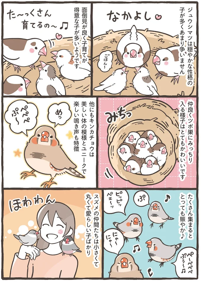 家族に迎えるのはどの鳥がいい？ 大きさだけでなく性格もさまざま／トリ扱い説明書 33.png