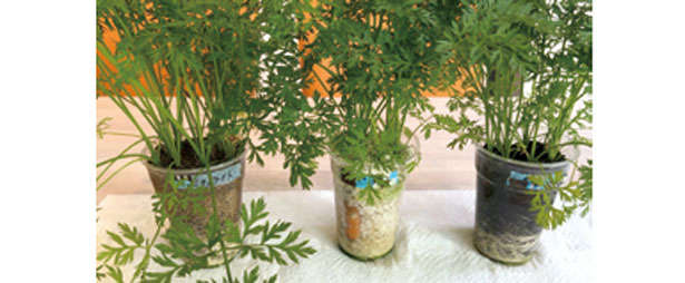 食費節約にも効果的！ 野菜を自宅で作るなら「水耕栽培」がおすすめの理由 02p1-33_0124-4-4.jpg