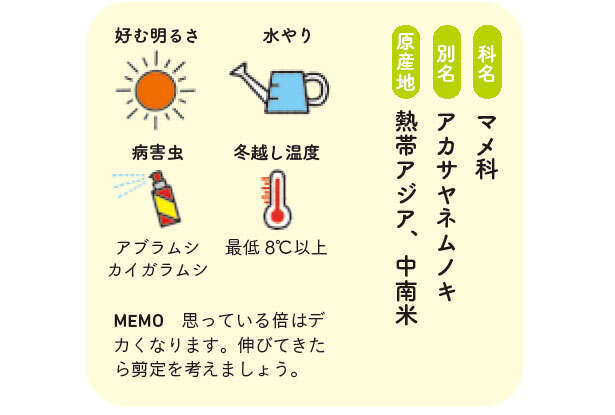 【くわしすぎる園芸店員が教える観葉植物】「エバーフレッシュ」が夜になると葉を閉じる理由 0302.jpg