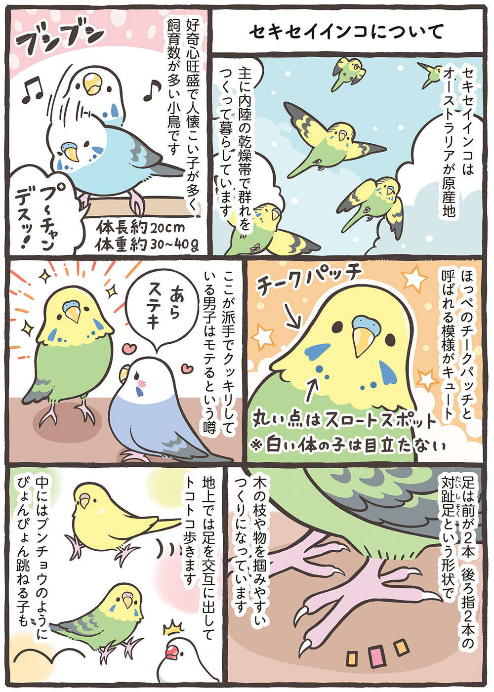 ブンチョウとセキセイインコの違い。歌を歌うのは？ 独特の香りを放つのはどっち？／トリ扱い説明書 繝医Μ謇ｱ縺・ｪｬ譏取嶌_繝槭Φ繧ｫ繧咏判蜒・繝医Μ謇ｱ縺・ｪｬ譏取嶌_064.jpg