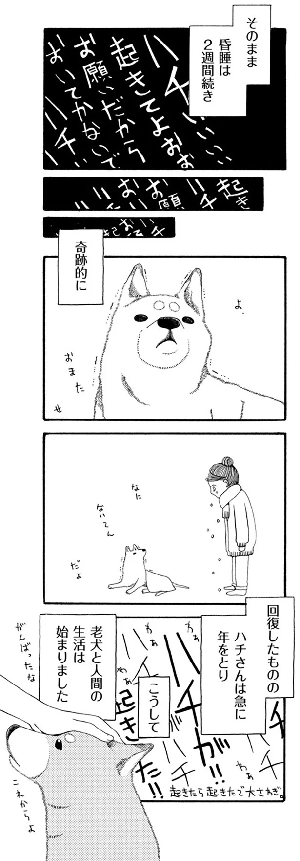 『96歳の柴犬ハチさんは、今日もお散歩しています。』 16.webp