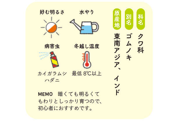 観葉植物初心者に「フィカス」がオススメな理由【くわしすぎる園芸店員が教える】 0400.jpg