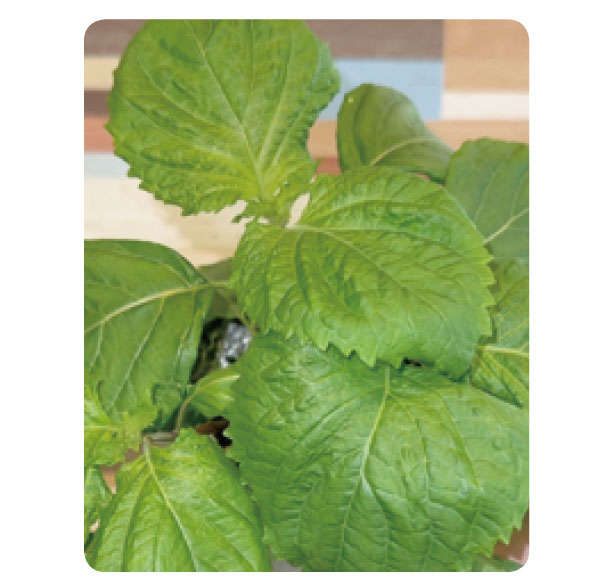 「しそ」を育てるなら暖かくなったいまが最適！「水耕栽培」なら約2か月で収穫できる 0401.jpg