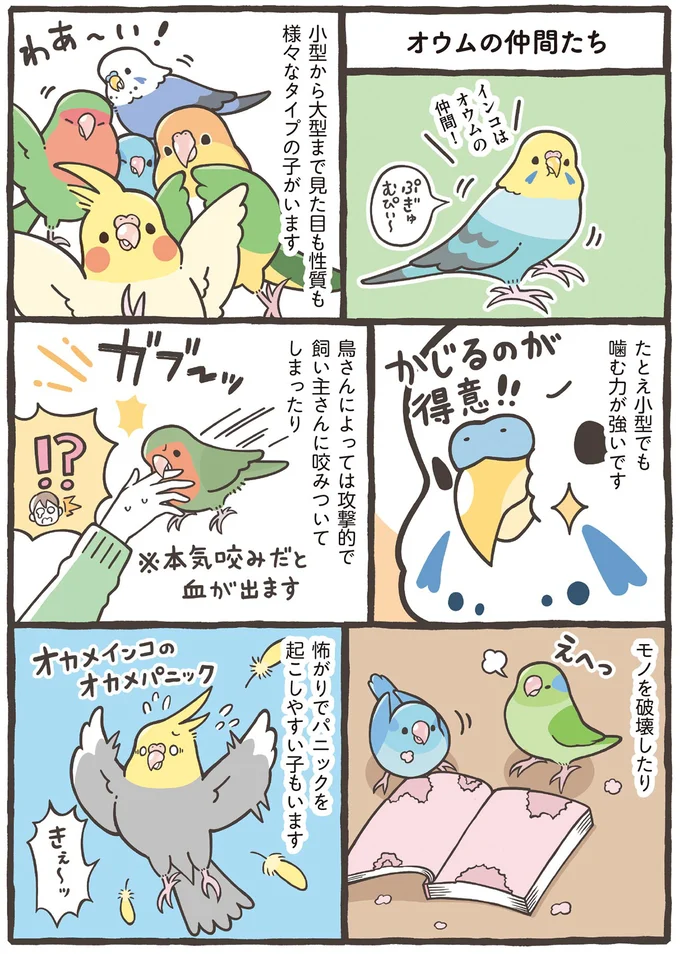 家族に迎えるのはどの鳥がいい？ 大きさだけでなく性格もさまざま／トリ扱い説明書 34.png