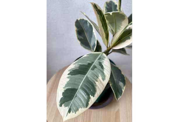 観葉植物初心者に「フィカス」がオススメな理由【くわしすぎる園芸店員が教える】 0402.jpg