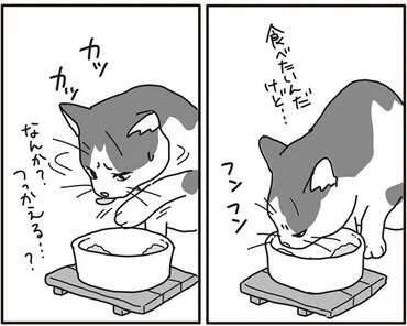 愛する猫の口内にガンが! 少しでも食べやすくしてあげたくて/世界一幸せな飼い主にしてくれた猫