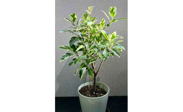 観葉植物初心者に「フィカス」がオススメな理由【くわしすぎる園芸店員が教える】 0403.jpg