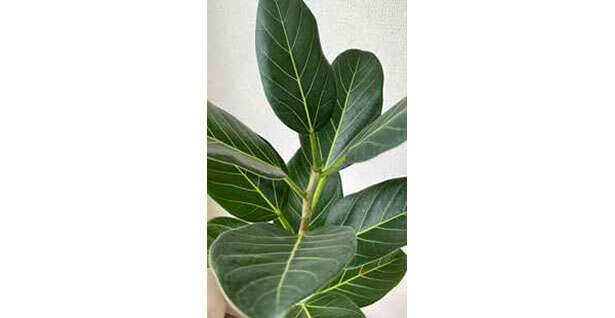 観葉植物初心者に「フィカス」がオススメな理由【くわしすぎる園芸店員が教える】 0405.jpg