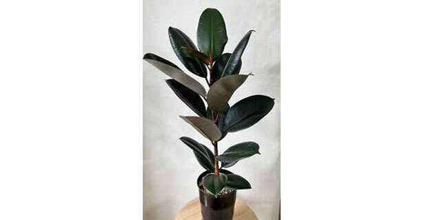 観葉植物初心者に「フィカス」がオススメな理由【くわしすぎる園芸店員が教える】 0406.jpg