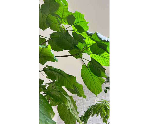 観葉植物初心者に「フィカス」がオススメな理由【くわしすぎる園芸店員が教える】 0407.jpg