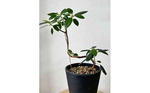 観葉植物初心者に「フィカス」がオススメな理由【くわしすぎる園芸店員が教える】 0408.jpg