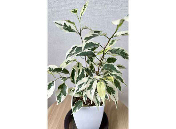 観葉植物初心者に「フィカス」がオススメな理由【くわしすぎる園芸店員が教える】 0409.jpg