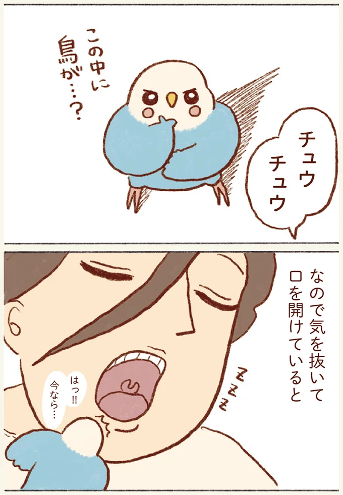 『プジェ日記！ 幸せを運ぶインコのみっちゃん』 62.webp