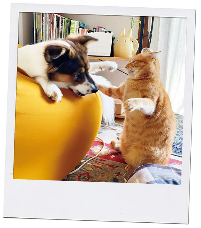 『ターとアグのしあわせ日和 元ノラ猫と元保護犬、ふたりは親友』 05-17.png