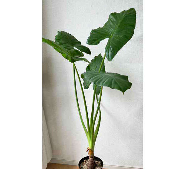 ハマる人多数の観葉植物「クワズイモ」の魅力【くわしすぎる園芸店員が解説】 0501.jpg