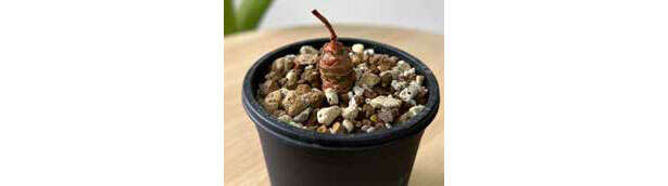 ハマる人多数の観葉植物「クワズイモ」の魅力【くわしすぎる園芸店員が解説】 0502.jpg