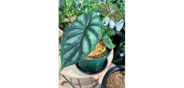 ハマる人多数の観葉植物「クワズイモ」の魅力【くわしすぎる園芸店員が解説】 0504.jpg