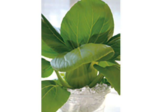 カフェや100均で手に入る「プラカップ」を使って、葉物野菜やハーブを栽培しよう！ 0102uc.jpg