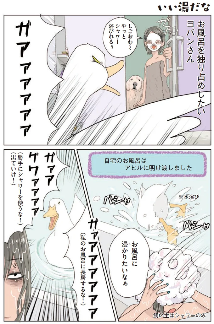 アヒルに占拠された我が家のお風呂。でも無理やり入ってみると？／エースくんとヨバンさん 71.webp