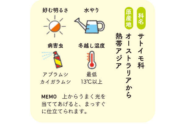 ハマる人多数の観葉植物「クワズイモ」の魅力【くわしすぎる園芸店員が解説】 0600.jpg