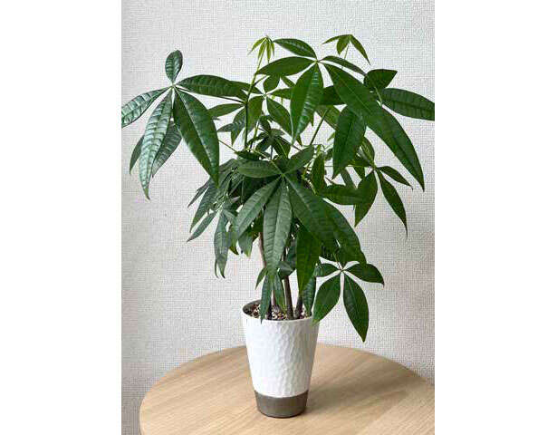 観葉植物のド定番「パキラ」の失敗しやすいポイント【くわしすぎる園芸店員が解説】 0601.jpg