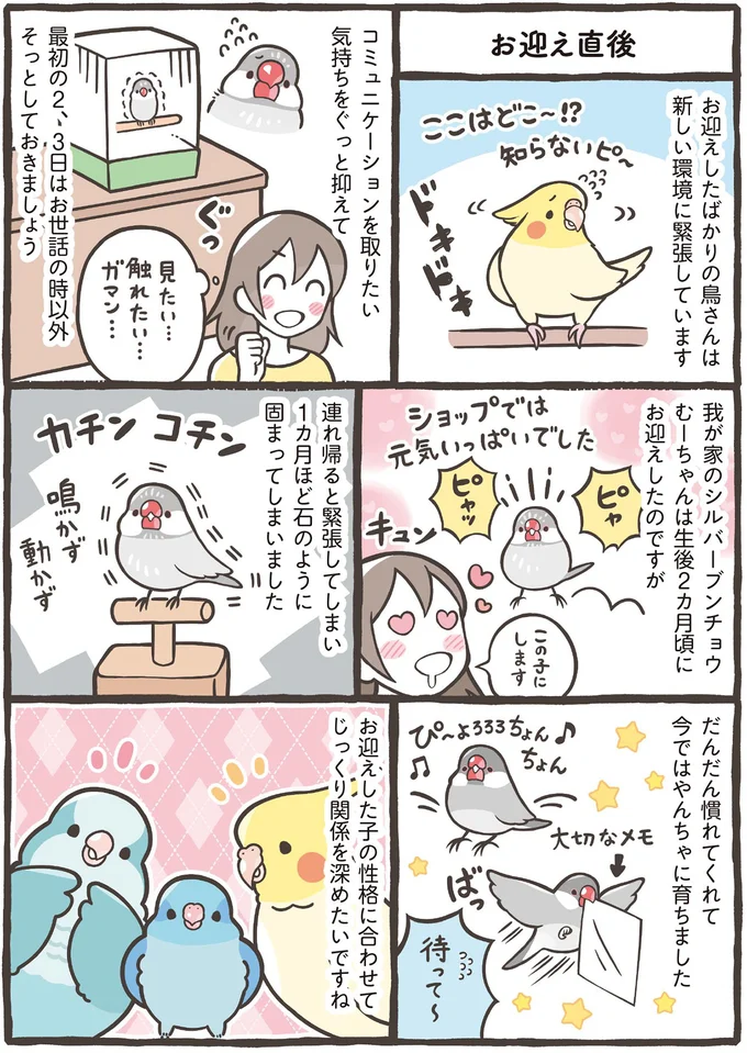 ヒナ？ それとも成鳥？ 季節はいつ？ 鳥を家族にするおすすめのタイミング／トリ扱い説明書 45.png