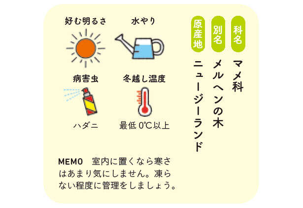 タフな観葉植物「ソフォラ・リトルベイビー」の天敵【くわしすぎる園芸店員が解説】 0700.jpg