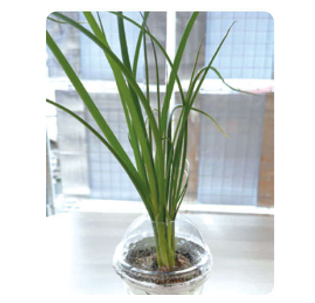 「小ネギ」は自宅で作る時代。「水耕栽培」なら育てやすいので初心者にもおすすめ! 0701.jpg