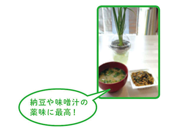 「小ネギ」は自宅で作る時代。「水耕栽培」なら育てやすいので初心者にもおすすめ! 0702.jpg