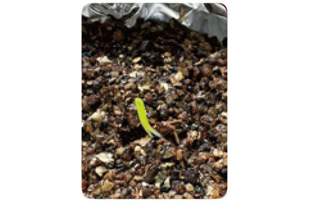 「小ネギ」は自宅で作る時代。「水耕栽培」なら育てやすいので初心者にもおすすめ! 0704.jpg