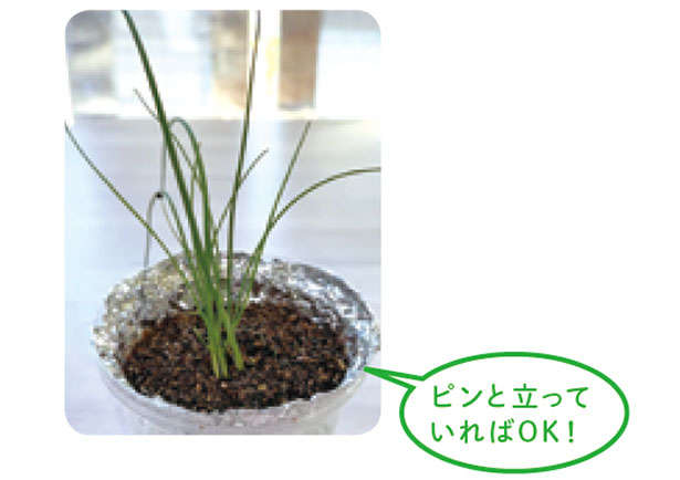 「小ネギ」は自宅で作る時代。「水耕栽培」なら育てやすいので初心者にもおすすめ! 0705.jpg
