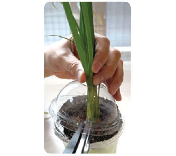 「小ネギ」は自宅で作る時代。「水耕栽培」なら育てやすいので初心者にもおすすめ! 0707.jpg