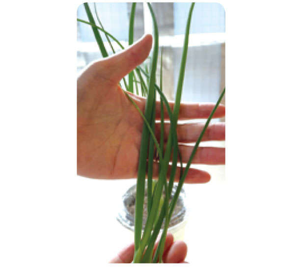 「小ネギ」は自宅で作る時代。「水耕栽培」なら育てやすいので初心者にもおすすめ! 0708.jpg
