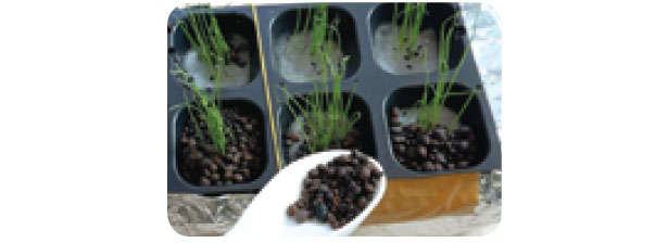 「小ネギ」は自宅で作る時代。「水耕栽培」なら育てやすいので初心者にもおすすめ! 0711.jpg