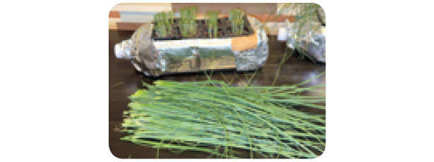 「小ネギ」は自宅で作る時代。「水耕栽培」なら育てやすいので初心者にもおすすめ! 0712.jpg