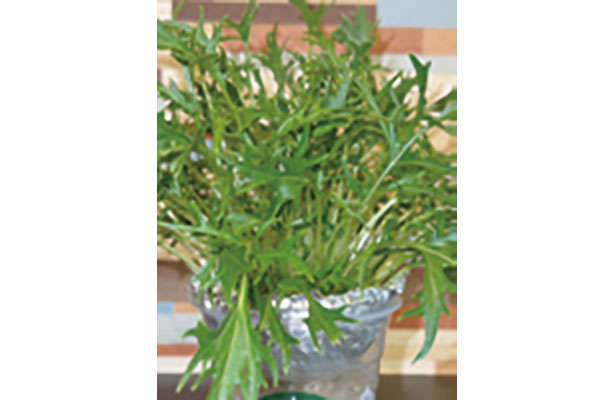 「水菜」は自宅で育てる！たくさん収穫するための「プラカップ」を使った栽培方法を紹介 chapter-1-プラカップ_0124-7-9.jpg